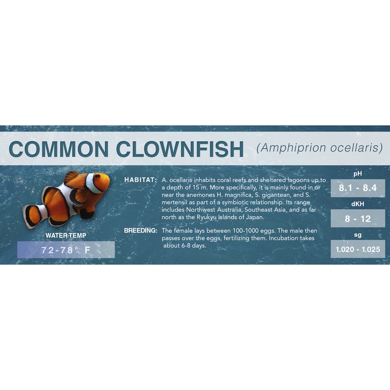 Common Clownfish (Amphiprion ocellaris) – Classic Aquarium Label Common Standard Size (7″ x 2.5″)