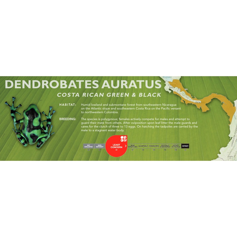 Dendrobates auratus – Classic Vivarium Label Costa Rican Green & Black