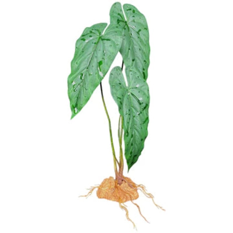 Komodo Philodendron 18.9″