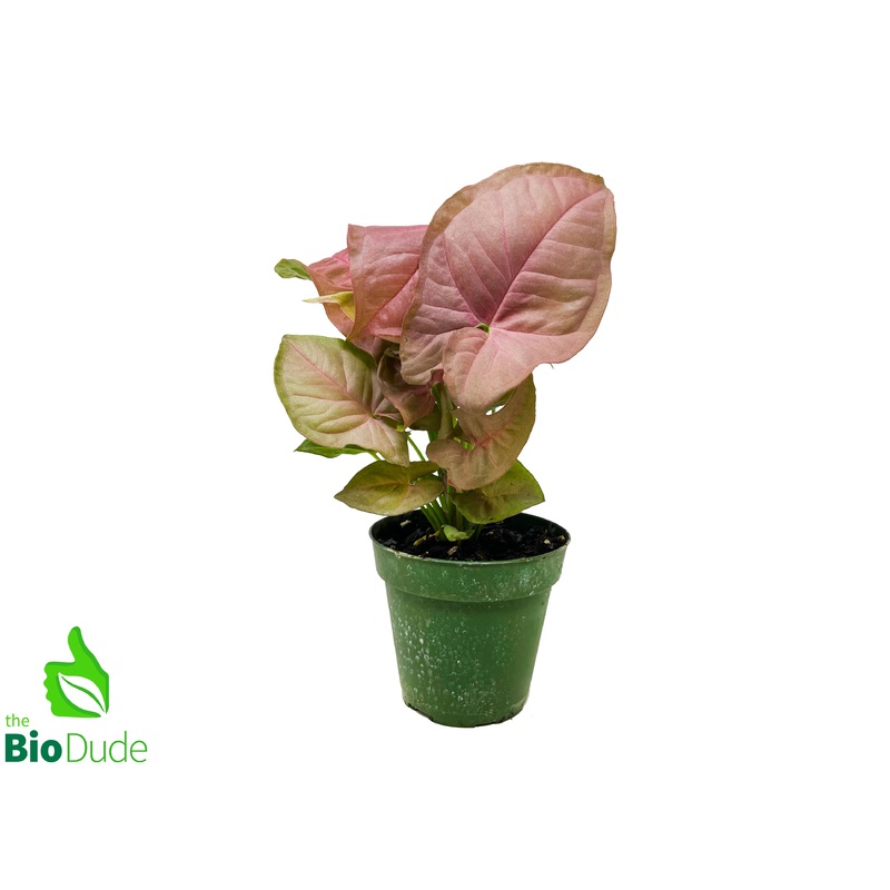 4″ Pot Arrowhead Vine Pink Neon