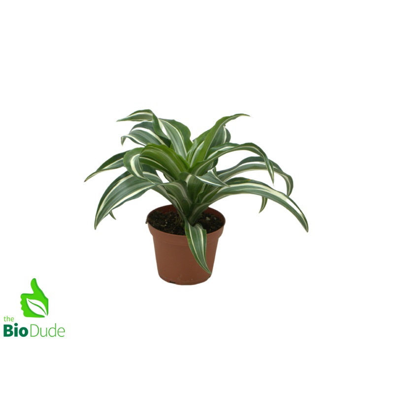 4″ Pot Dracaena Jade Jewel