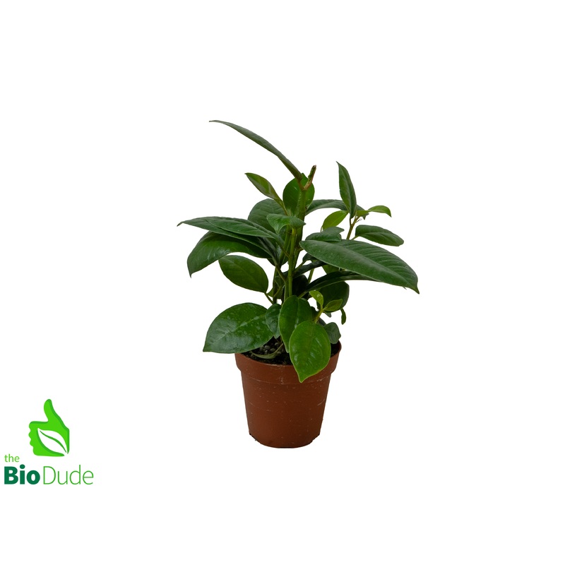 4″ Pot Ficus Elastica Robusta, Rubber Tree