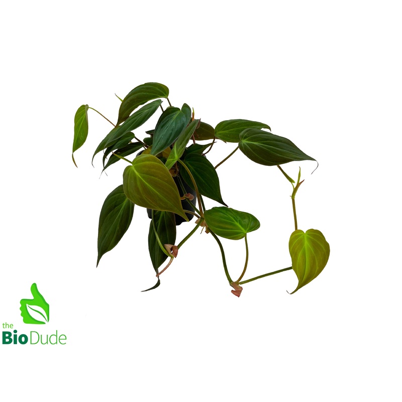4″ Pot Philodendron Micans