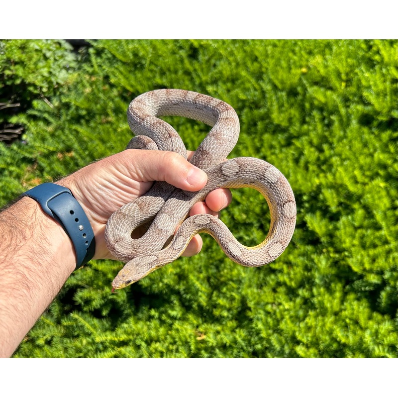 Adult Motley Ghost Corn Snake (Male)