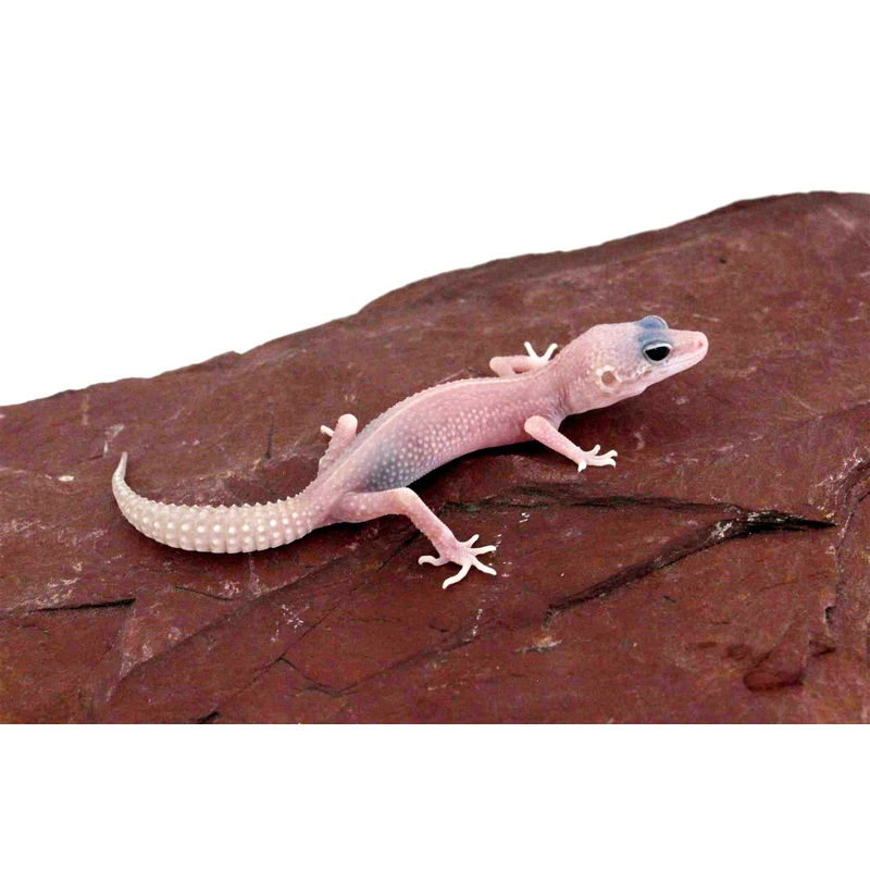 Albino Super Snow Leopard Gecko