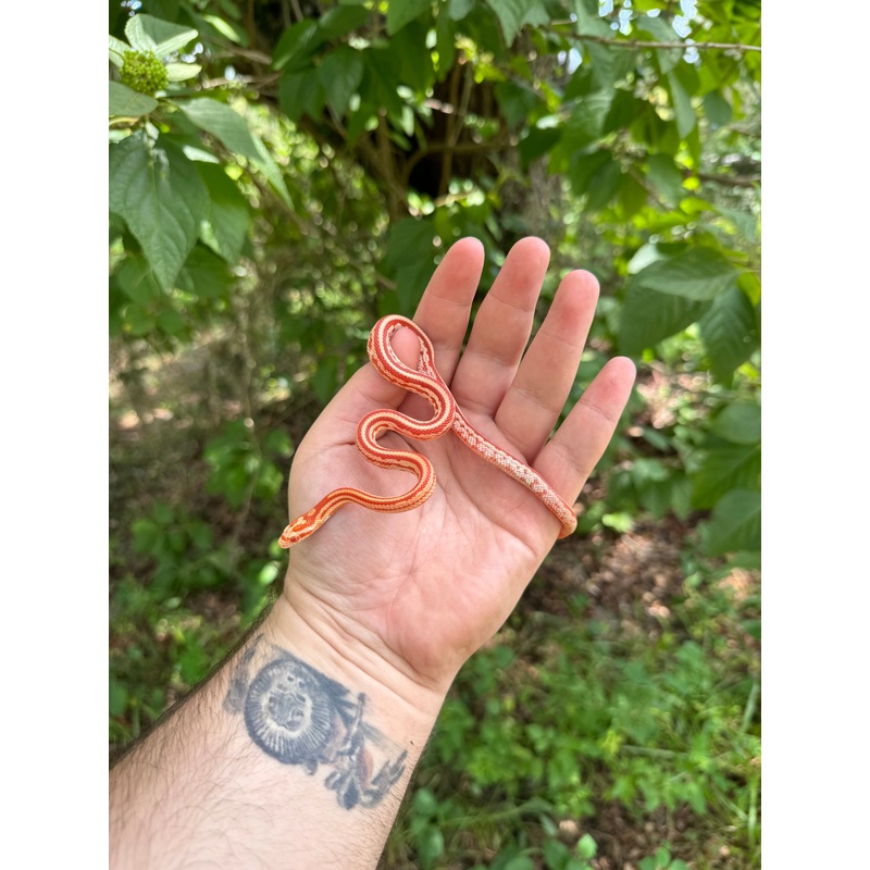 Baby Albino Tessera Cornsnake