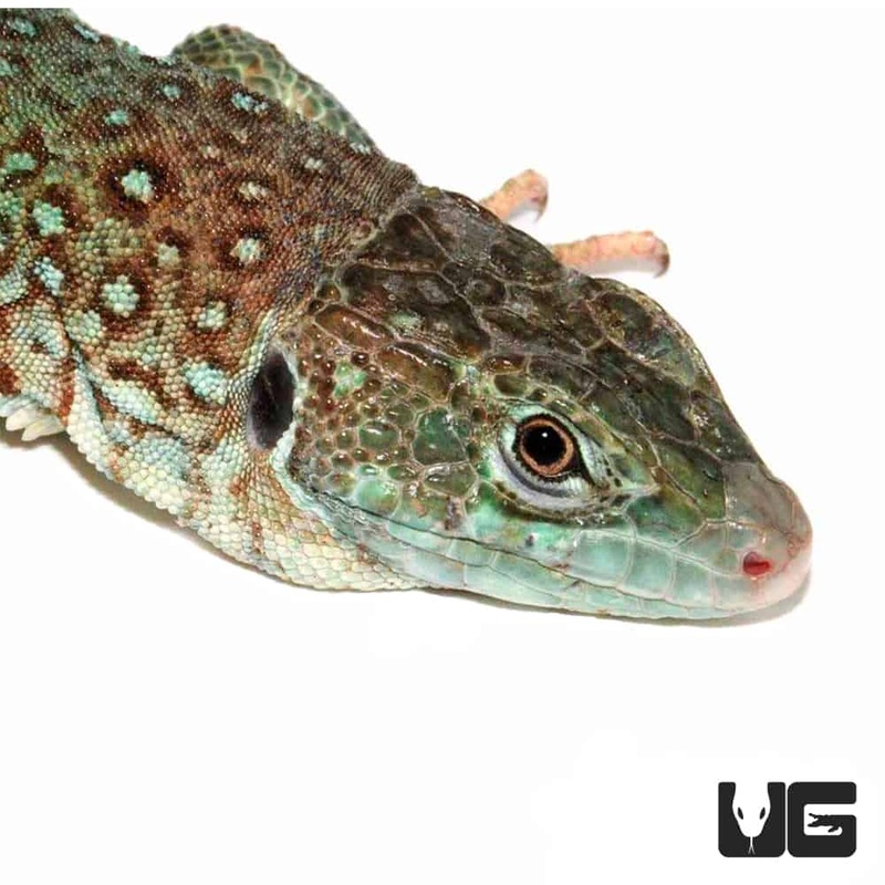 Baby Spanish Jeweled Lacerta