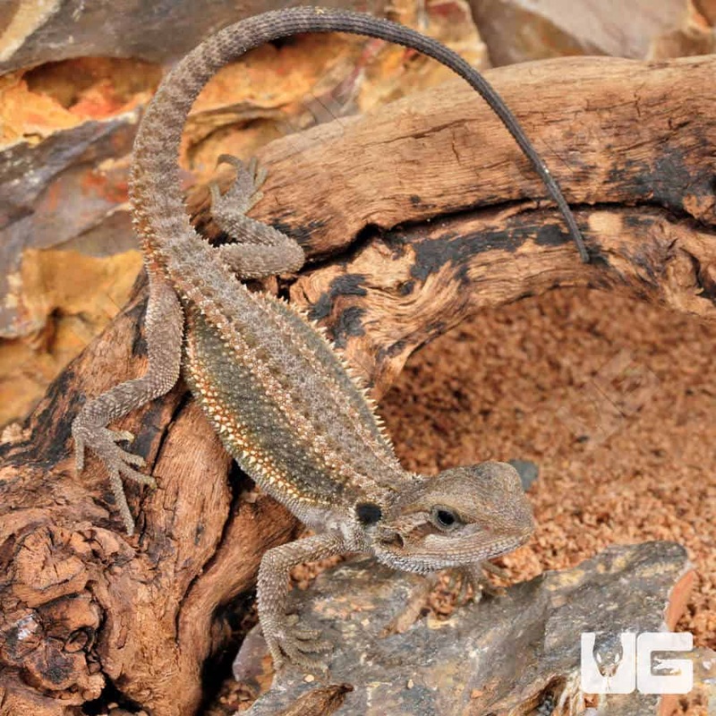 Baby Translucent Bearded Dragons For Sale
