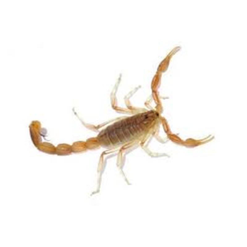 Bark Scorpion
