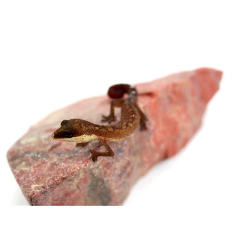 CB Cat Gecko