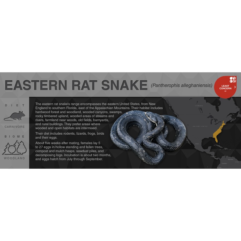 Eastern Rat Snake (Pantherophis alleghaniensis) – Black Series Vivarium Label Black Black