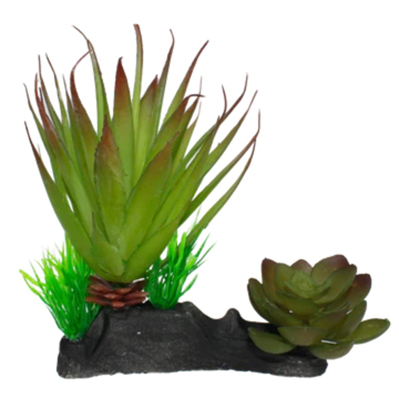 Komodo Succulent