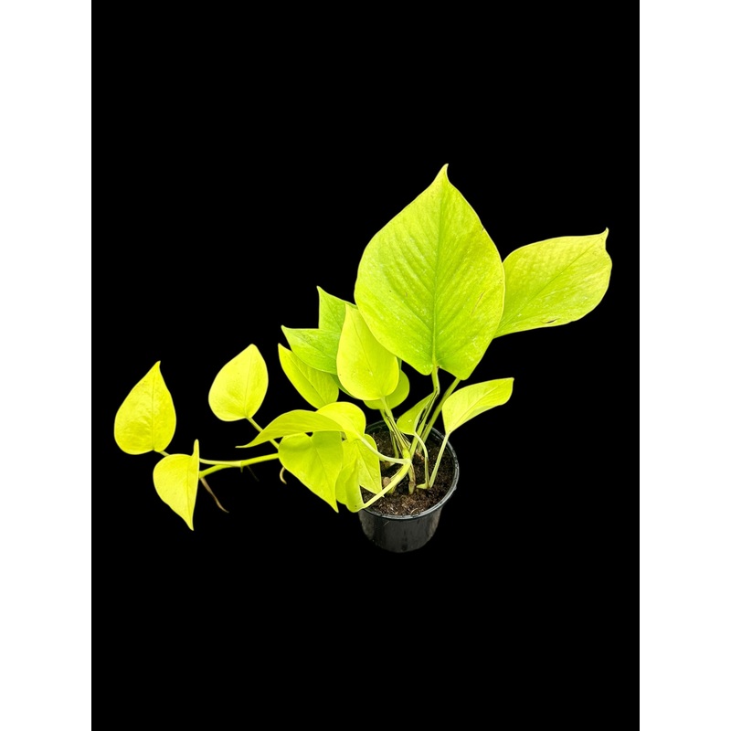 Neon Pothos 3.5″ pot