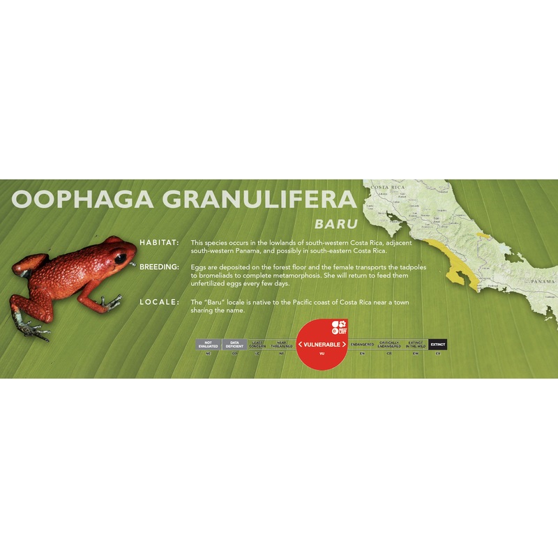 Oophaga granulifera – Classic Vivarium Label Baru