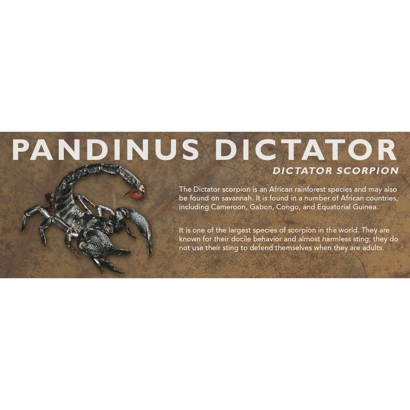 Pandinus dictator – Dictator Scorpion Label Standard Size 7″ x 2.5″