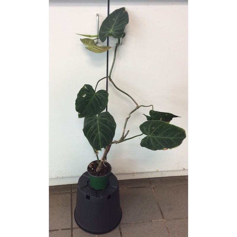 Philodendron ‘Splendid’ 2.5″ Pot