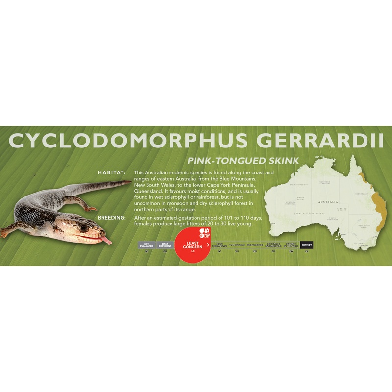 Pink-Tongued Skink (Cyclodomorphus gerrardii) Classic Vivarium Label