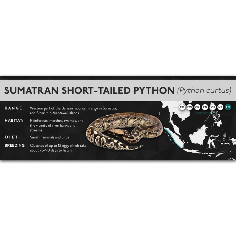Sumatran Short-Tailed Python (Python curtus) – X Label Laminated Paper