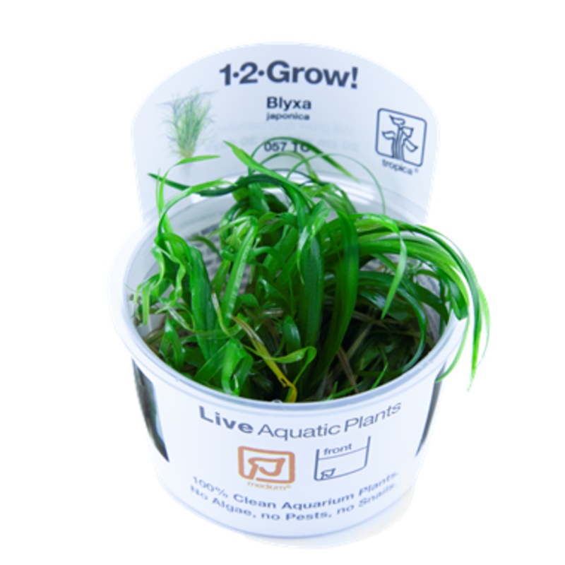 Tropica Blyxa japonica 1-2-Grow