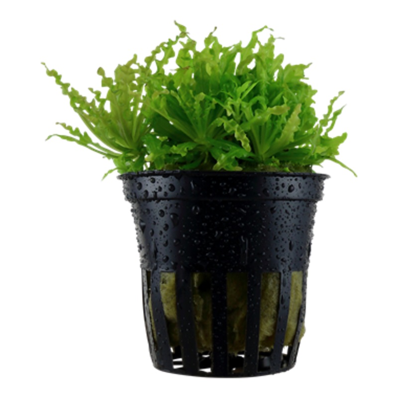 Tropica Pogostemon helferi