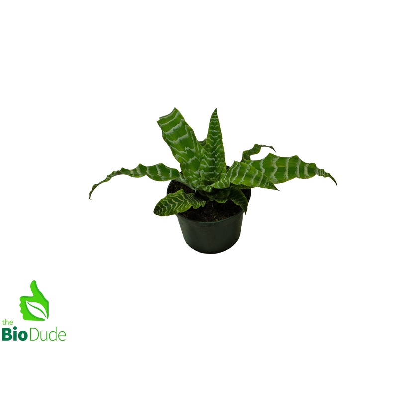 5″ Pot Cryptanthus Betty Green