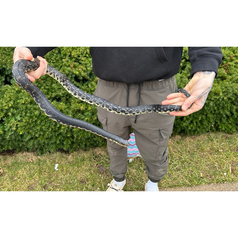 Adult Madagascar Giant Hognose Snake (Female)