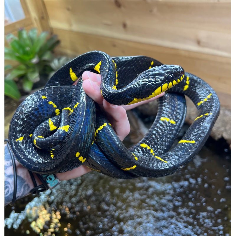 Adult Malaysian Mangrove Snake Male