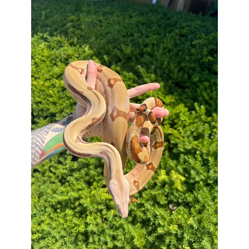 Adult Pastel Dream Monster-Tail Hypo Jungle het VPI T+ Boa Constrictor (Male)