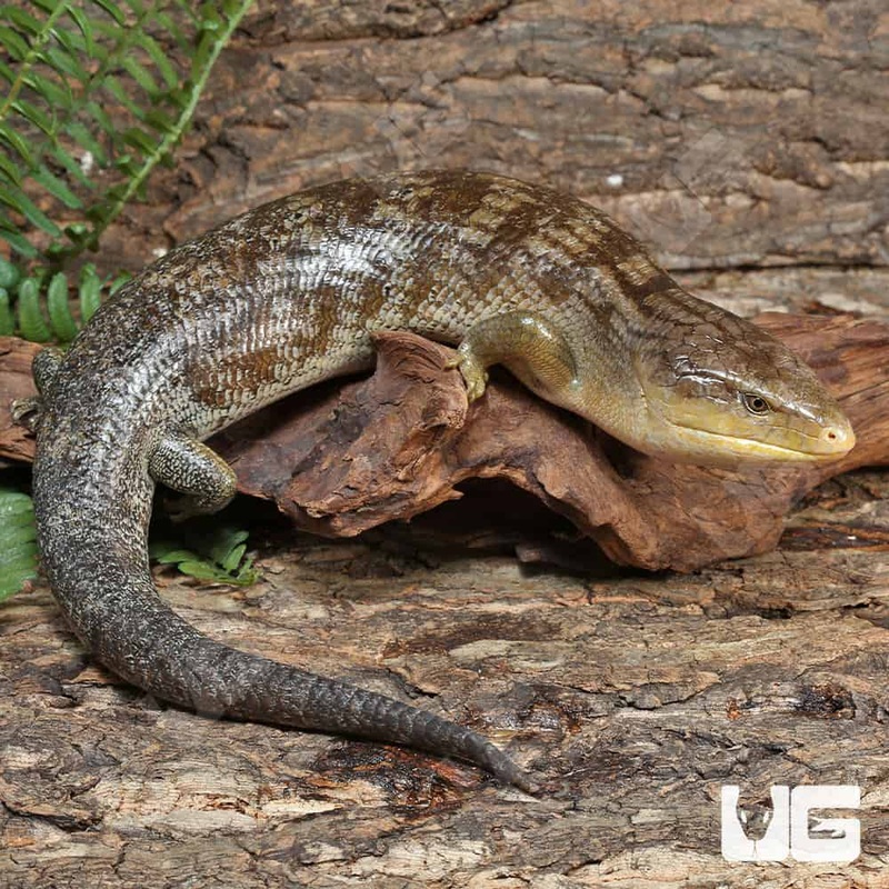 Adult Tanimbar Blue Tongue Skink (T. scincoides chimaerea) For Sale