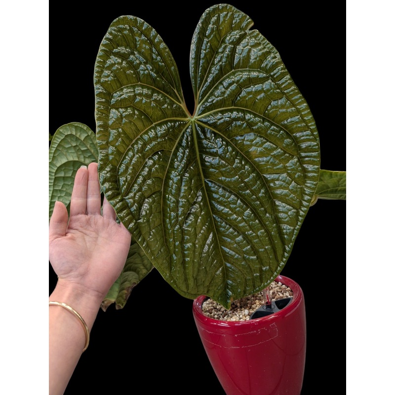 Anthurium Luxurians in red Lechuza pot