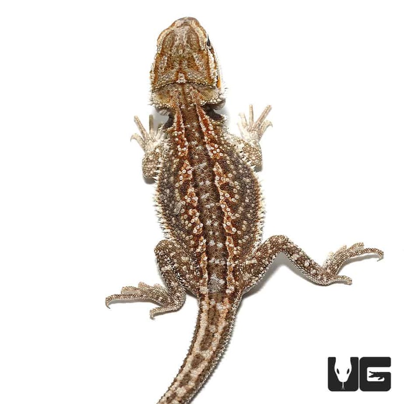 Baby Citrus Dunner Bearded Dragons for sale