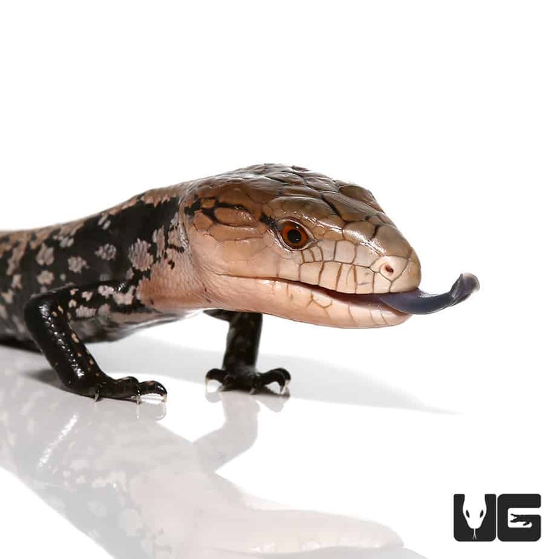Baby Sorong Blue Tongue Skinks (Tiliqua gigas) For Sale