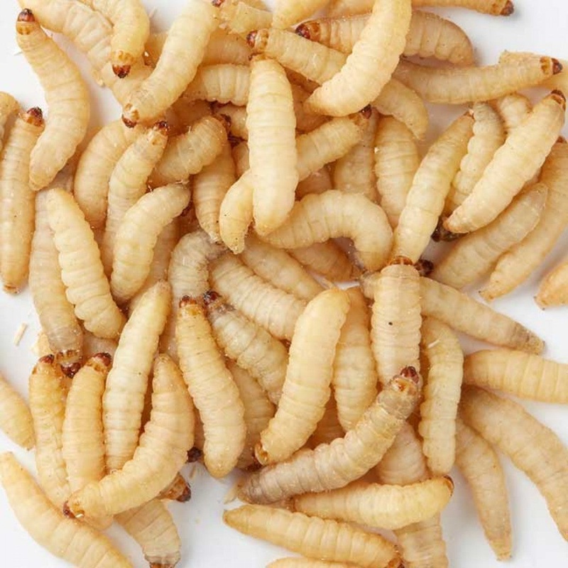 Bulk Waxworms 250 count