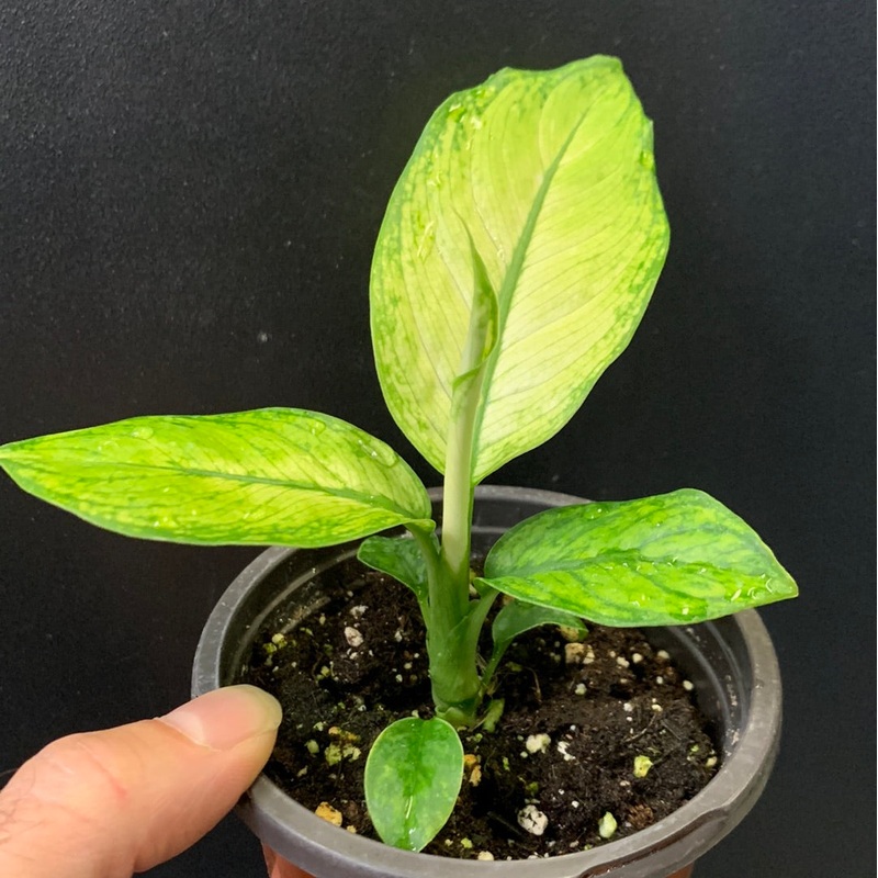 Dieffenbachia White Etna 4″ Pot