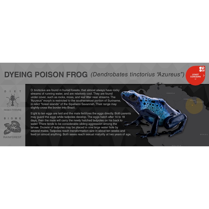 Dyeing Poison Frog (Dendrobates tinctorius) – Black Series Vivarium Label Azureus Black