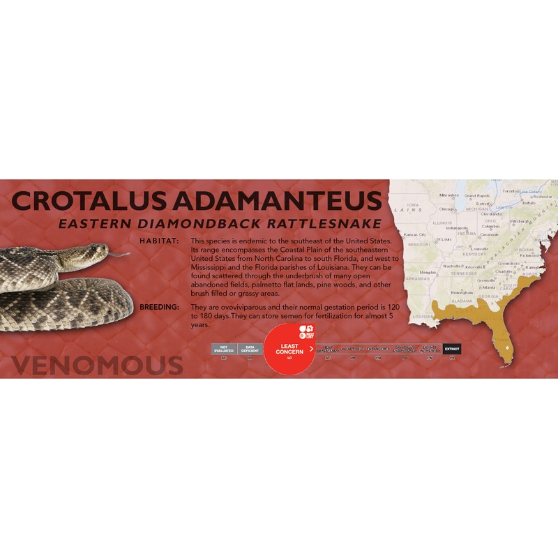 Eastern Diamondback Rattlesnake (Crotalus adamanteus) Classic Vivarium Label Original Normal
