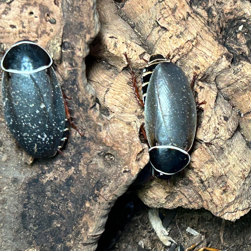 Extinct In the wild Roaches