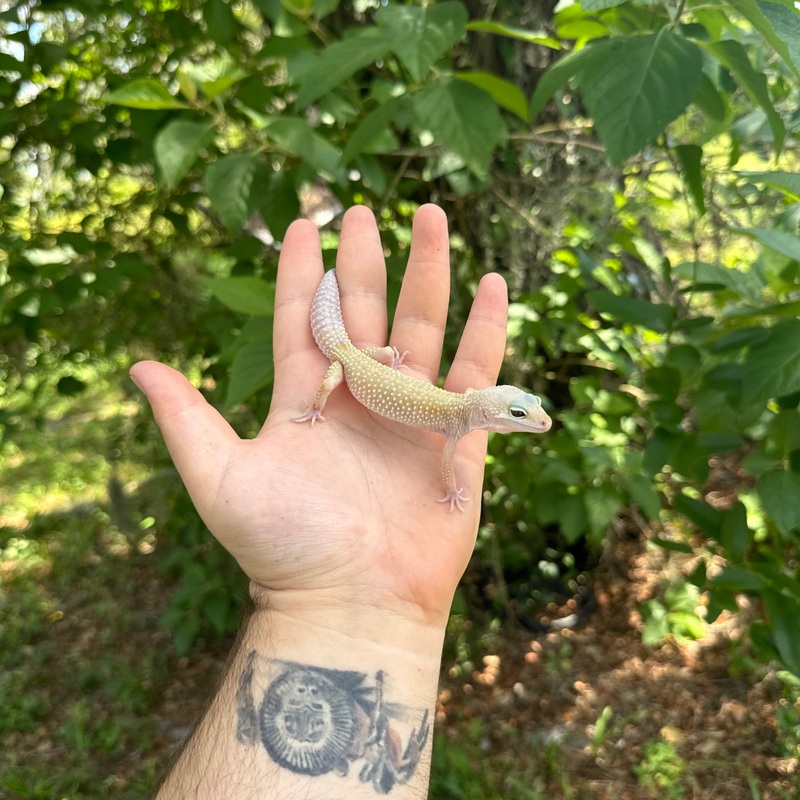 Juvenile Murphys Patternless Leopard Gecko