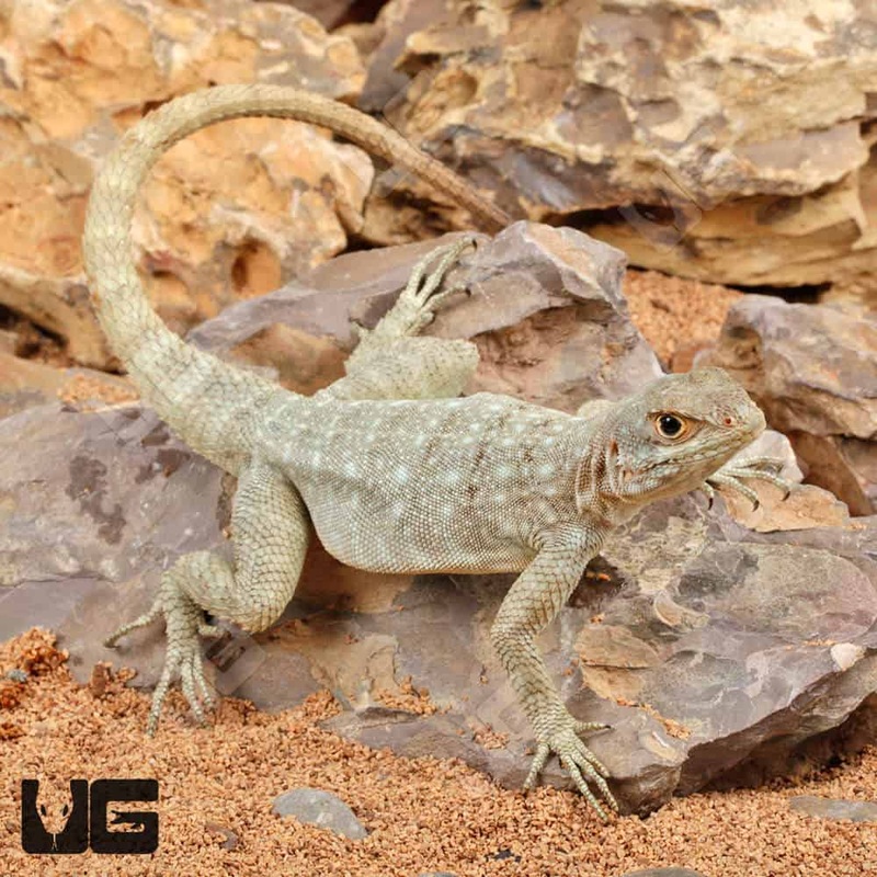 Madagascar Spotted Spiny Tailed Iguana For Sale