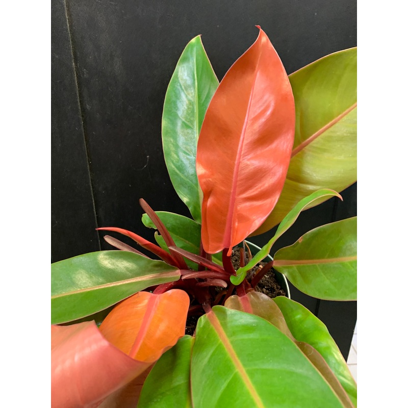 Philodendron ‘Prince of Orange’ 4″ Pot
