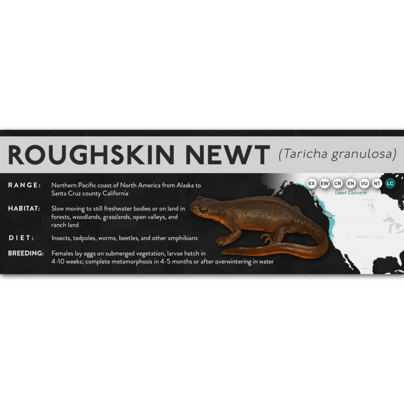 Roughskin Newt (Taricha granulosa) – X Label Laminated Paper