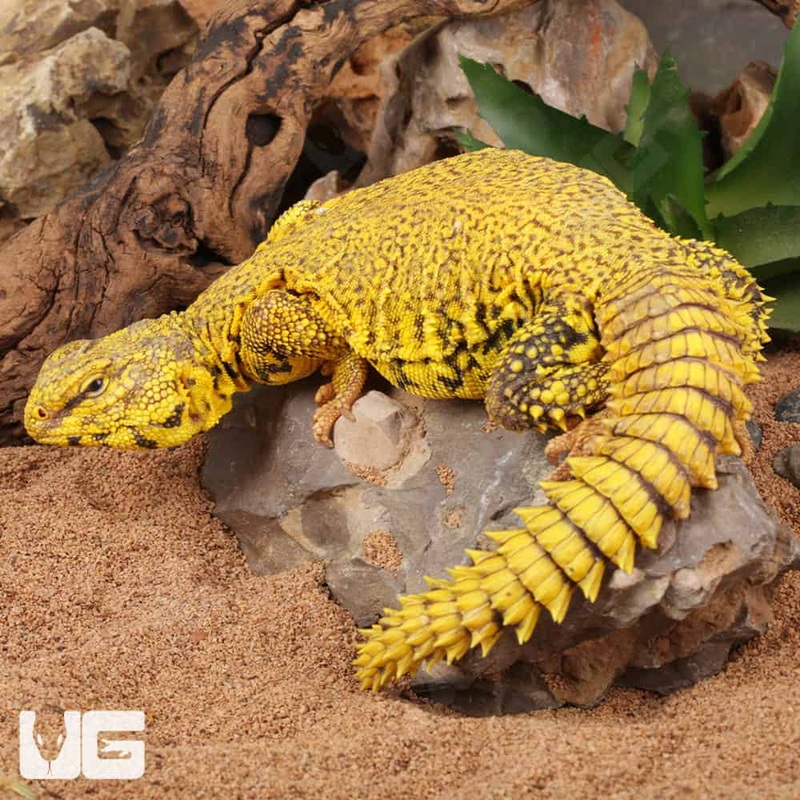 Super Yellow Uromastyx For Sale