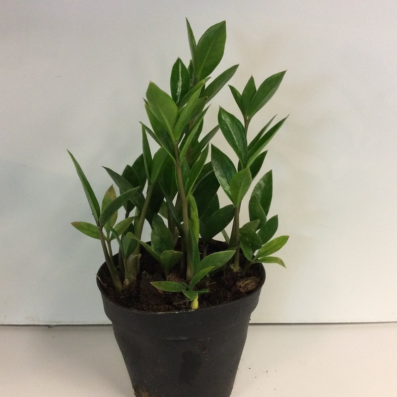 Zamicro ZZ Plant 4″ Pot