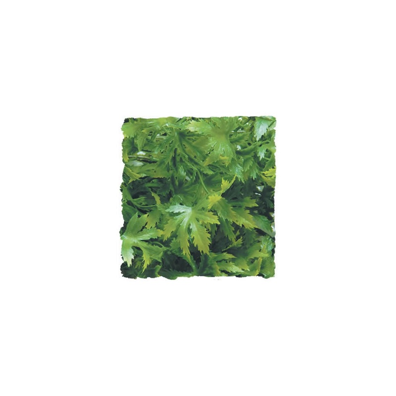 ZM Cannabis Small BU-16