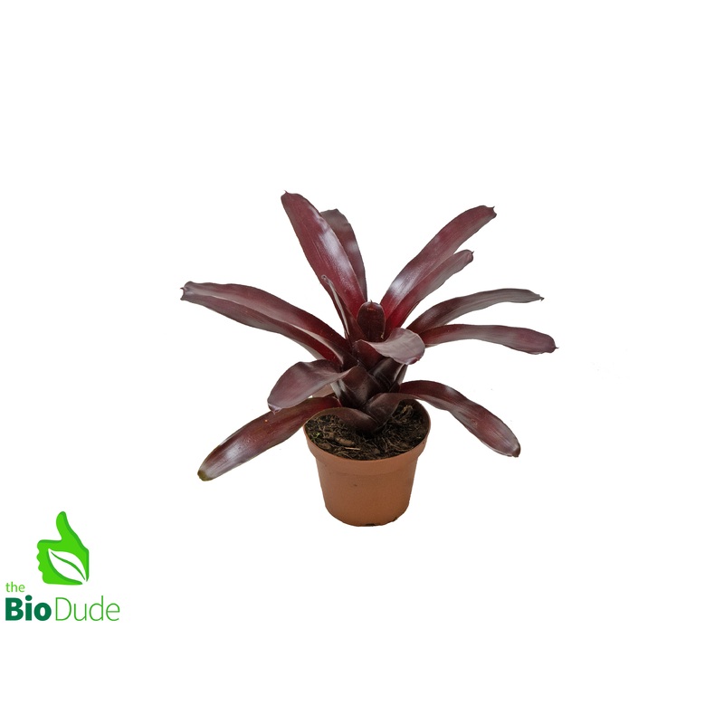5″ Pot Bromeliad Neoregelia Elwood
