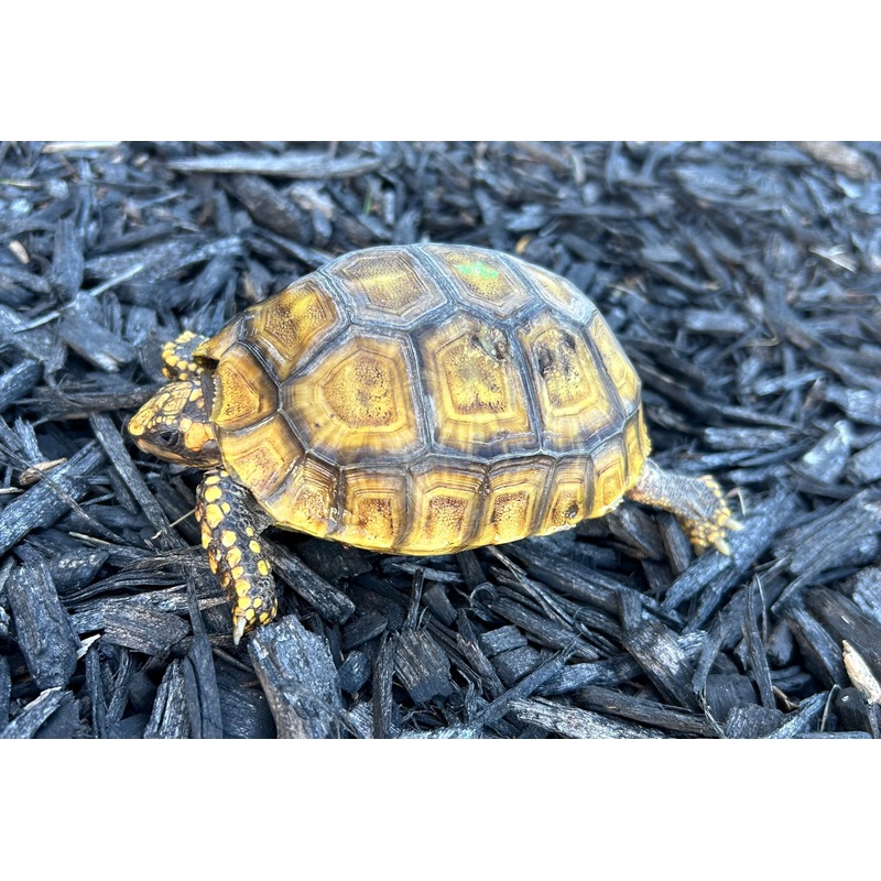 5 Yellow-Foot Tortoise (2)