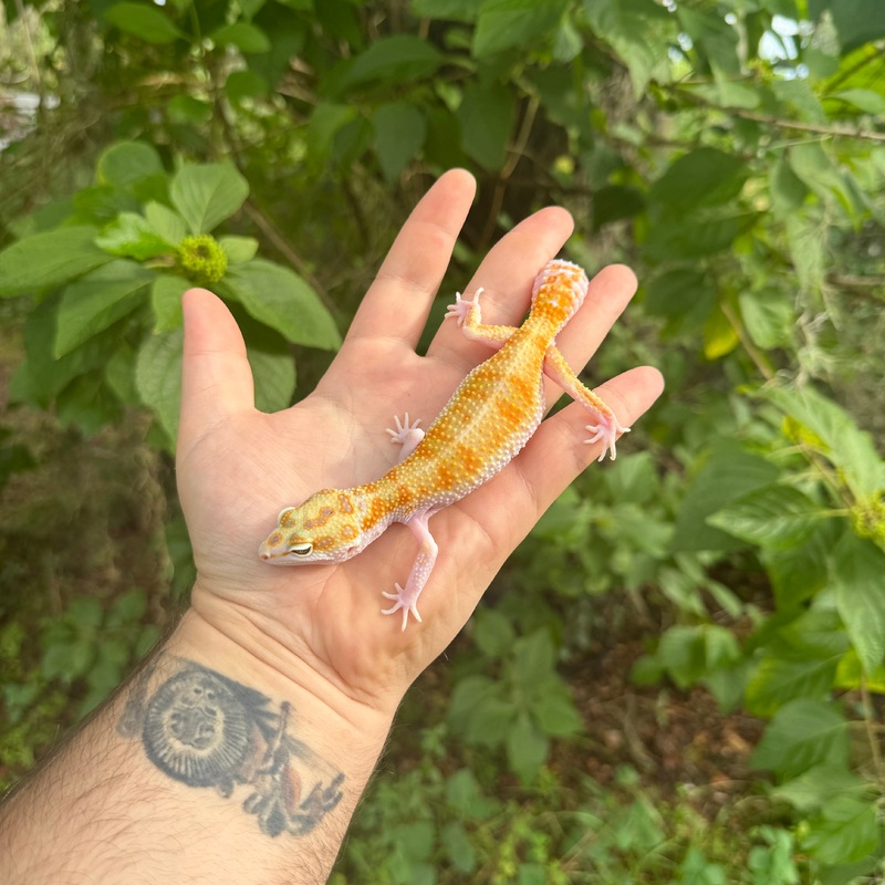 Adult White and Yellow Leopard Gecko Male