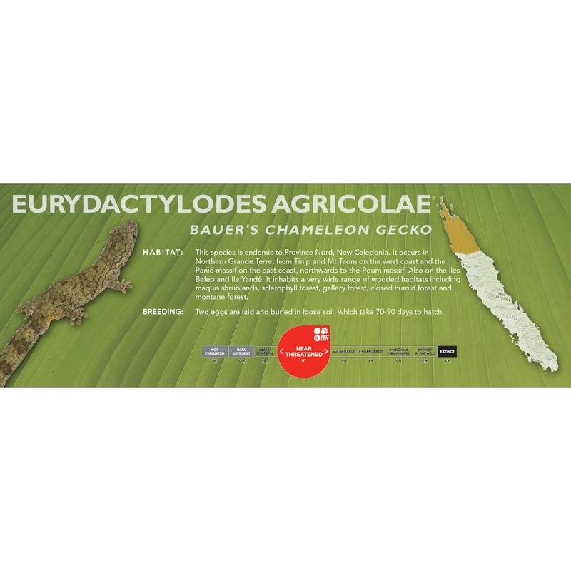 Bauer’s Chameleon Gecko (Eurydactylodes agricolae) Classic Vivarium Label