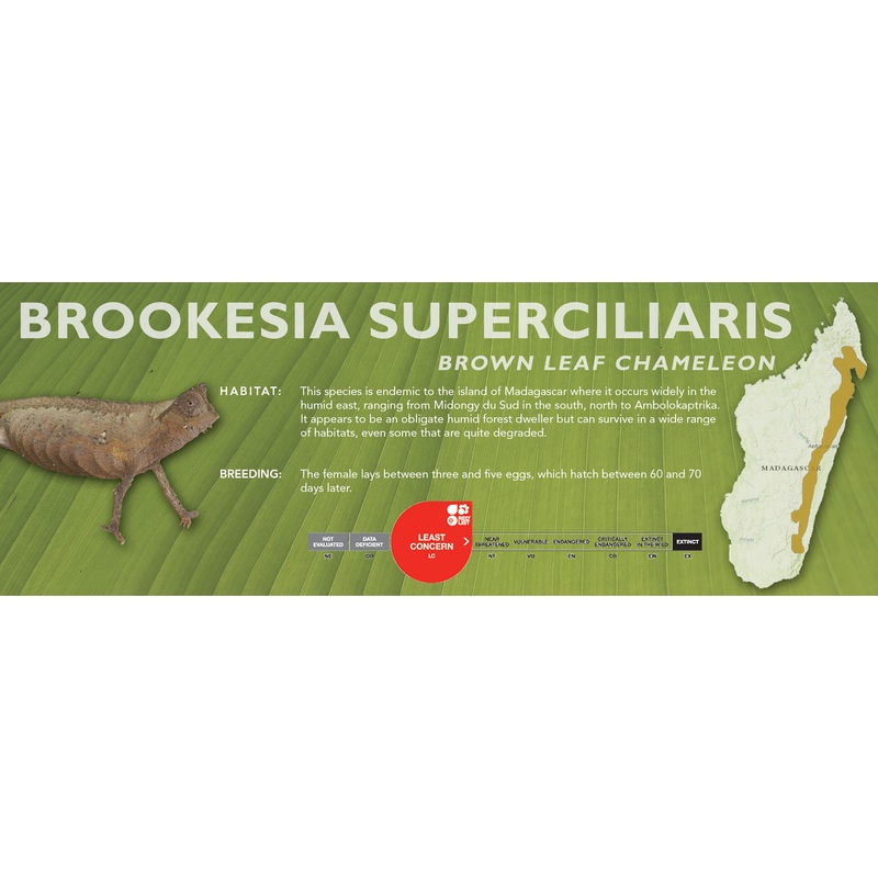 Brown Leaf Chameleon (Brookesia superciliaris) Classic Vivarium Label