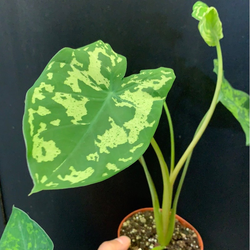 Caladium Hilo Beauty